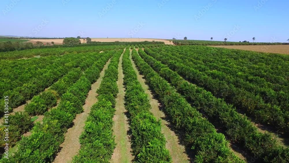 Orange plantation aerial view in Sao Paulo State - Brazil Orange plantation aerial view in Sao Paulo State - Brazil