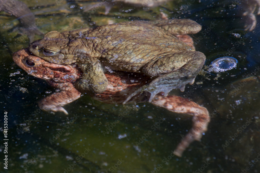 Toads mating in a Pond Toads mating in a Pond