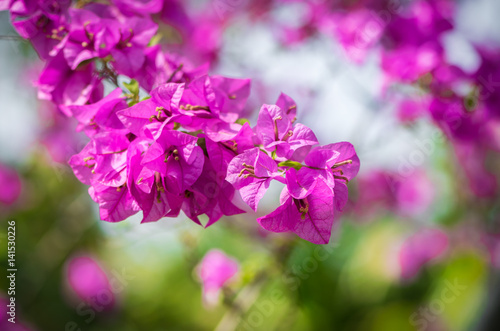 Bougainvillea Pink color on the bokeh background