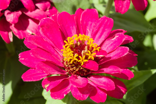 Red flower of Youth-and-age, Zinnia elegans, close-up, selective focus, shallow DOF