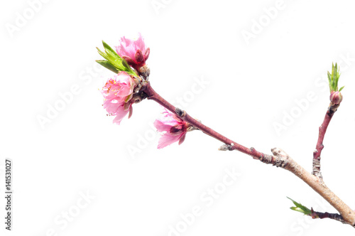 Branch with pink flowers of a peach tree, white background, sunny.