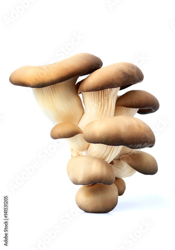 Oyster mushrooms closeup isolated.
