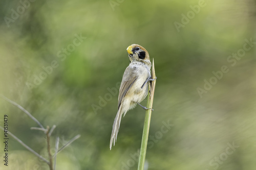 Spot-breasted Parrotbill catch lalang in nature photo