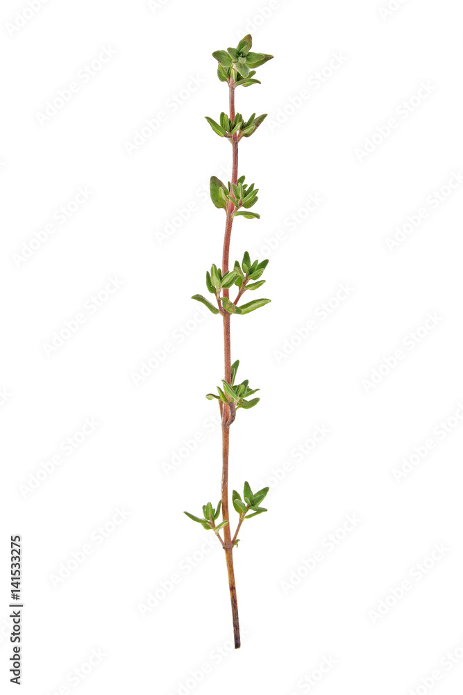 Fototapeta premium Thyme sprig isolated on white background