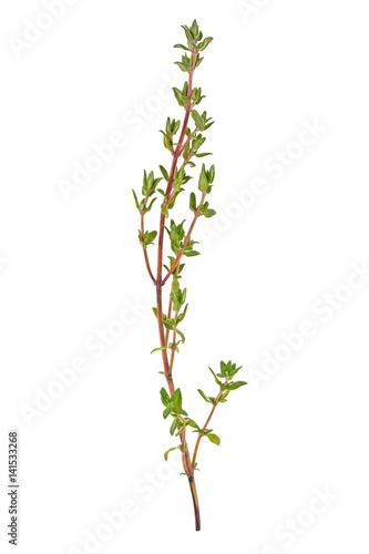 Thyme sprig isolated on white background