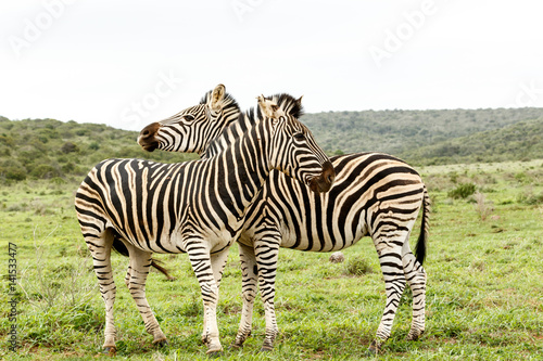 Zebras standing and watching in different directions