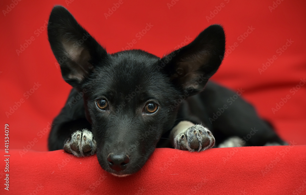 Dachshund terrier online mix black