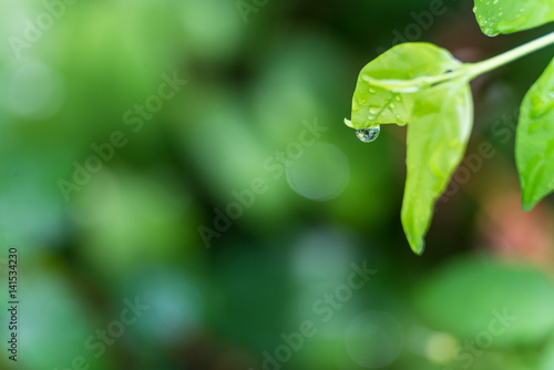water drop on wild water plum leaf, close up, copy space