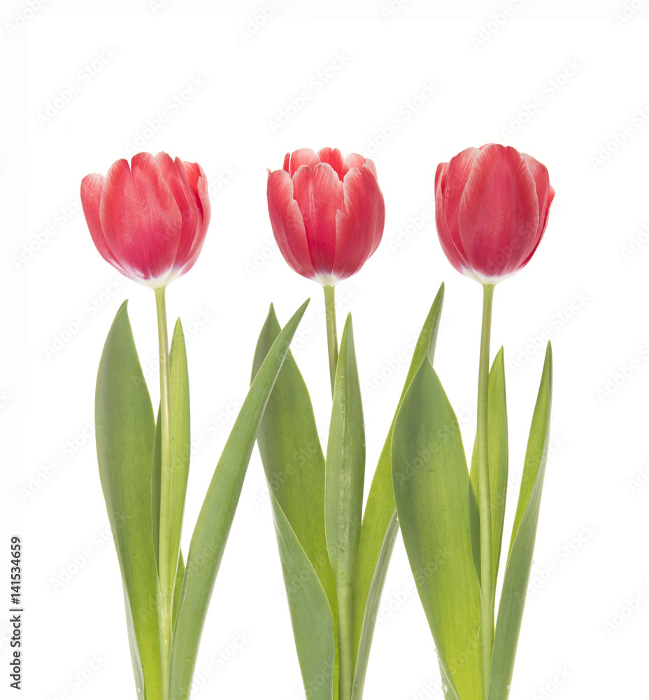 Three red tulips isolated on white background.