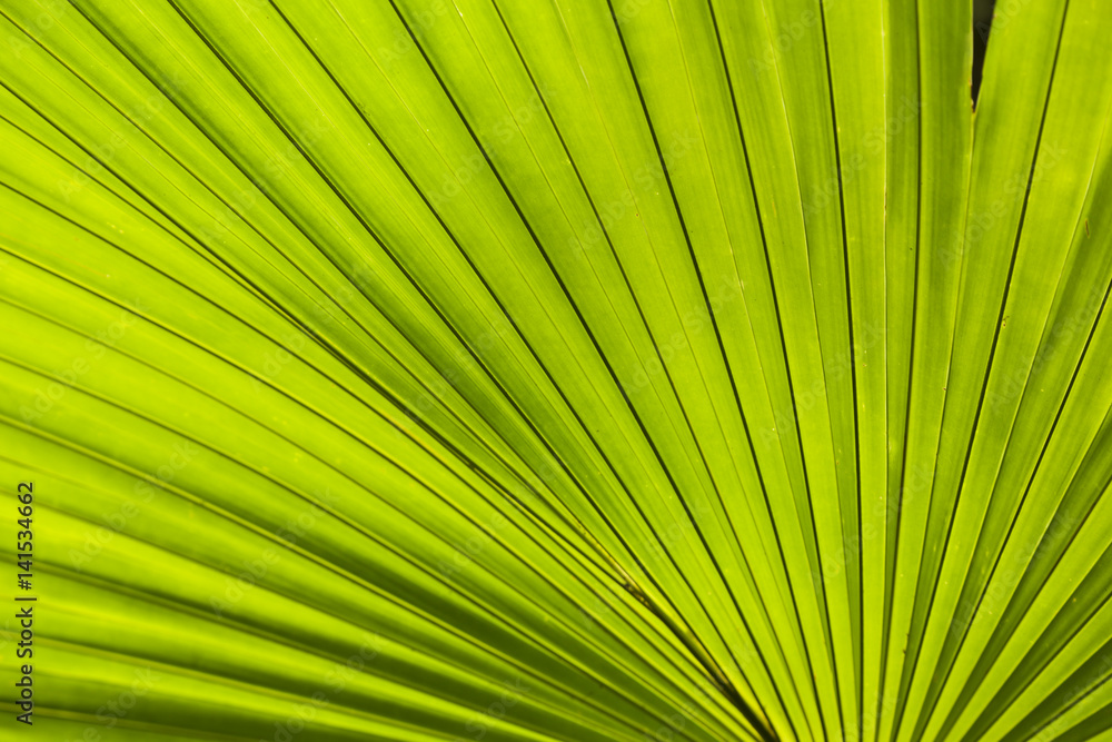 palm leaf palm leaf