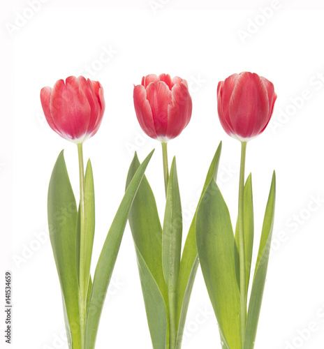 Three red tulips isolated on white background.