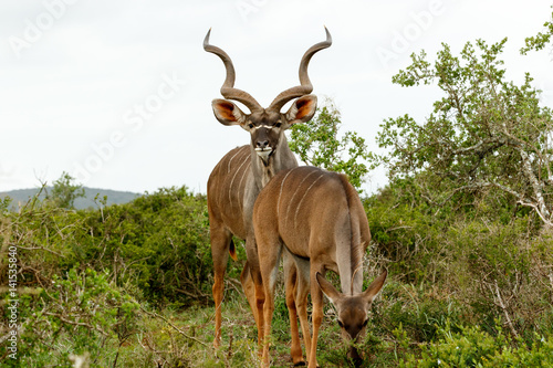 Male Kudu standing behind his female