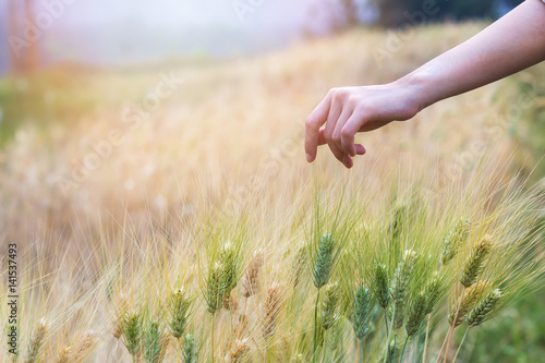 Hand touching top of wheat