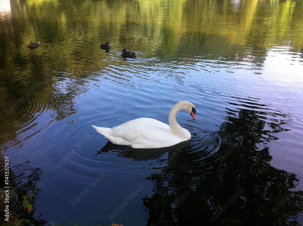Fototapeta premium Swan on the lake with reflections. Slovakia