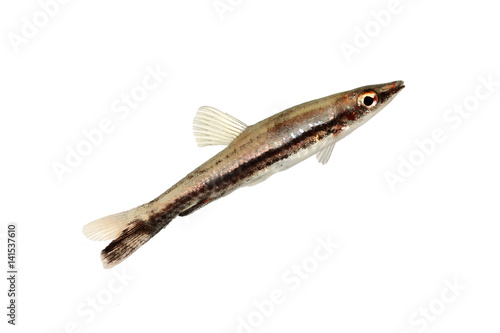 Black stripe pencilfish Nannostomus pencil fish 