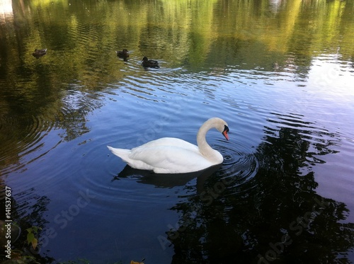 Swan on the lake with reflections. Slovakia