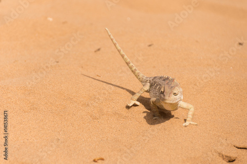 Chameleon in the Namibian desert