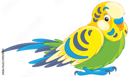 Budgerigar