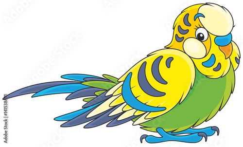 Budgerigar