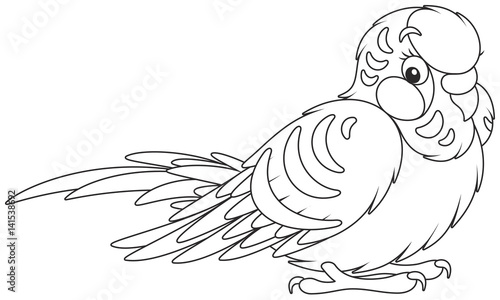 Budgerigar
