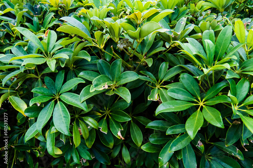 A simple picture of a tropical green bush