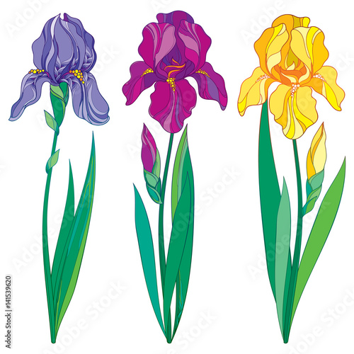Vector set with outline purple, lilac and yellow Iris flower, bud and leaves isolated on white background. Ornate flowers for spring or summer design, greeting card with Irises in contour style.
