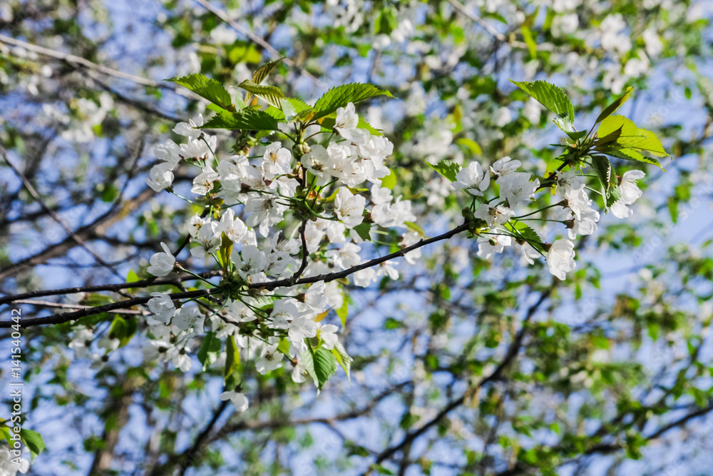 Flowering trees in spring. Vintage photo of cherry tree flowers