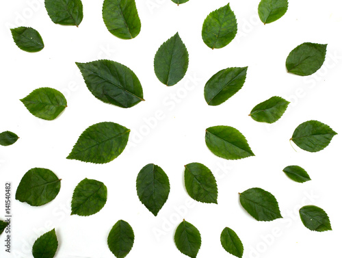 Flora pattern of green leaves. Flat style