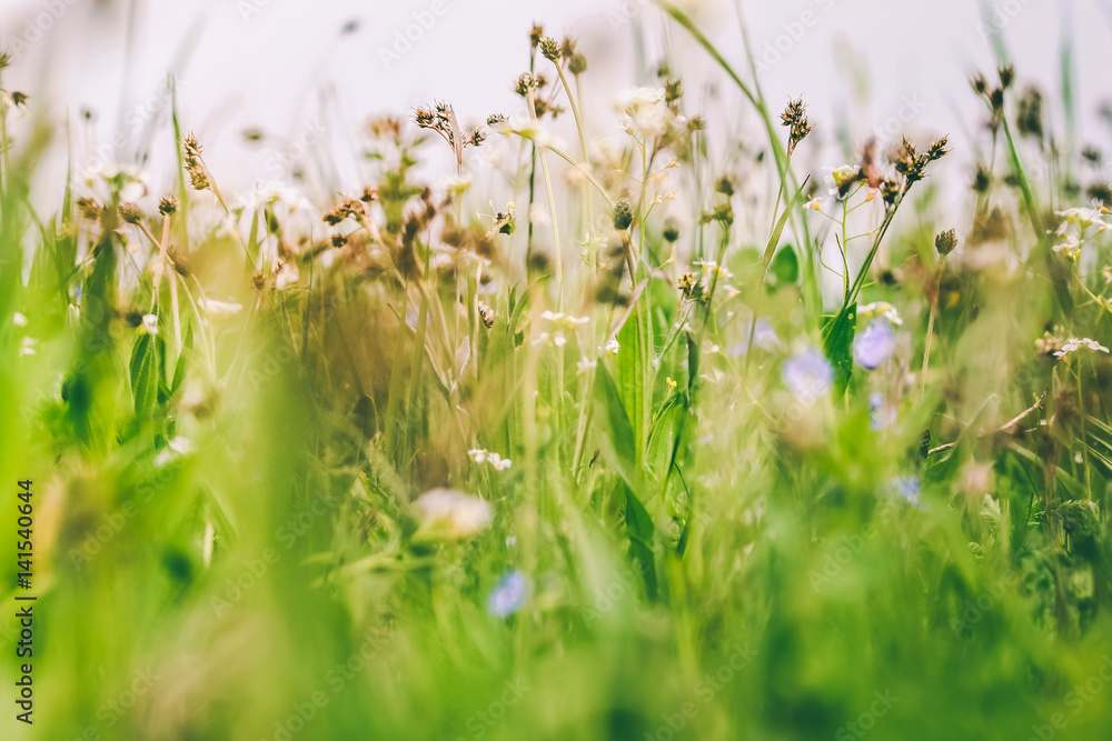 Spring or summer flowers in green grass. Spring or summer flowers in green grass.