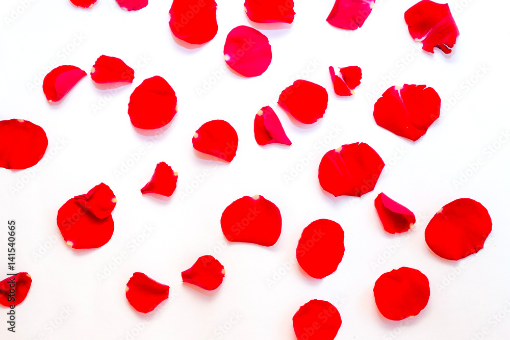 Rose petals on white background
Rose petals on white background