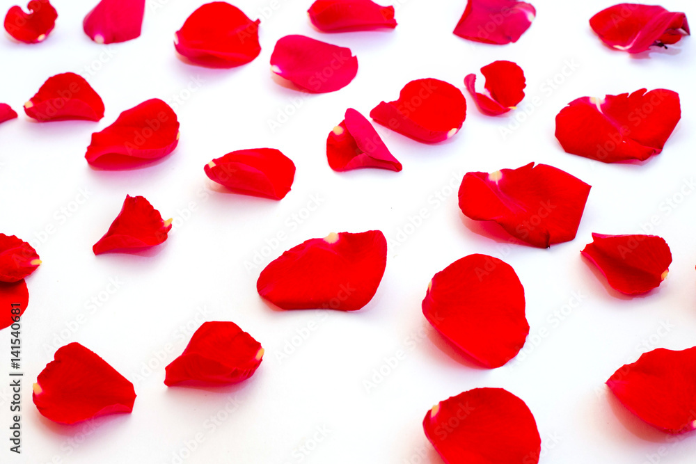 Rose petals on white background
Rose petals on white background
