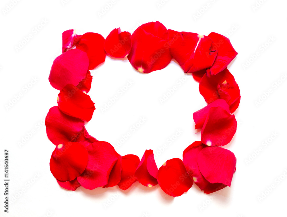 Rose petals on white background
Rose petals on white background