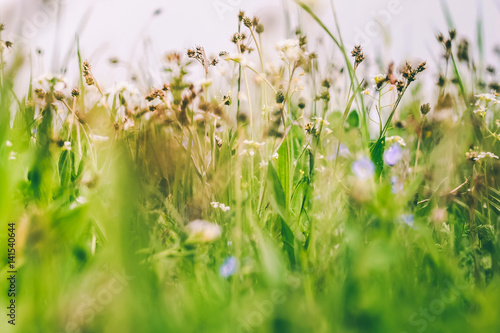 Spring or summer flowers in green grass.