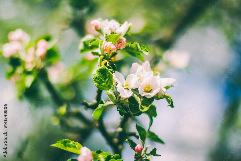 Obraz premium Spring flowers in green grass.