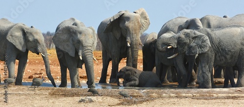 Elefanten am Okawao Wasserloch im Etosha Nationalpark (Namibia) © anni94