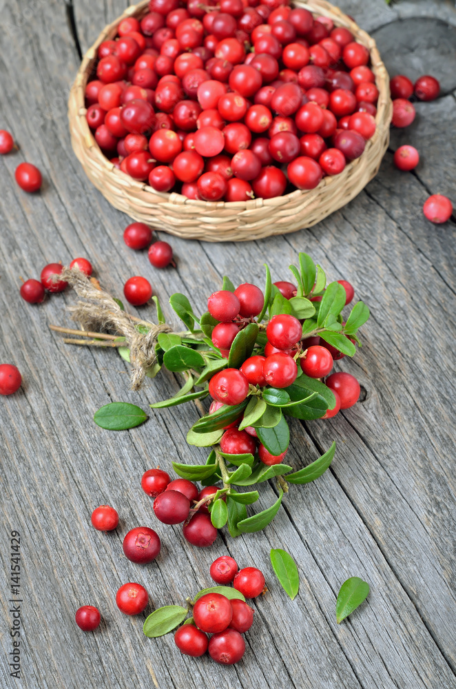 Bunch of red cowberry Bunch of red cowberry