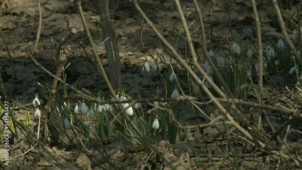 First spring flowers snowdrops in the woods. Beautiful spring flowers in the wild. Snowdrops in nature. First spring flowers snowdrops in the woods. Beautiful spring flowers in the wild. Snowdrops in nature.