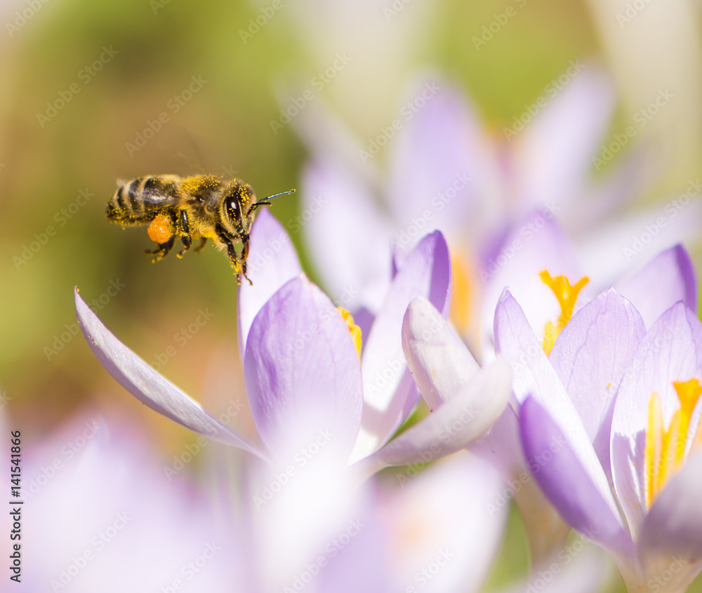 Flying honeybee pollinating a purple crocus flower Flying honeybee pollinating a purple crocus flower