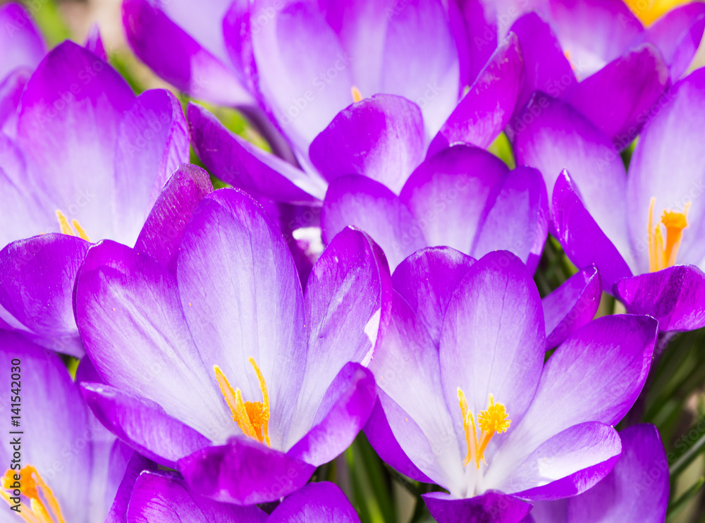 Purple crocus flower blossoms background Purple crocus flower blossoms background