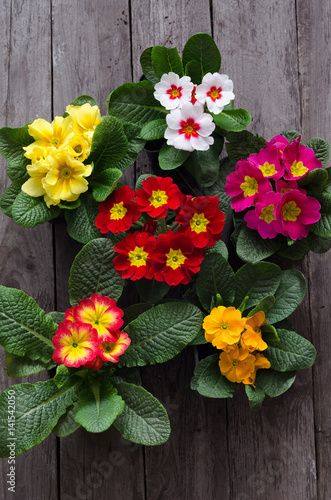 Wallpaper Mural Fresh colorful primula flowers in pots on wooden background. Top view Torontodigital.ca