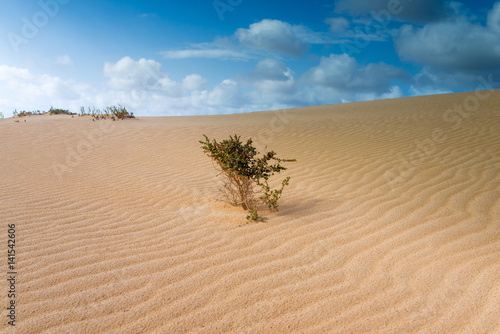 dunes dans le désert