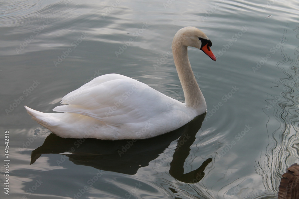 Naklejka premium swan