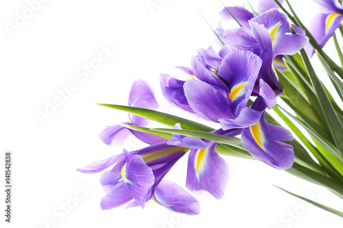 Fototapeta Naklejka Na Ścianę i Meble -  Bouquet of iris flowers isolated on a white