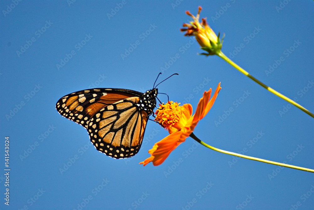 Naklejka premium Wonderful Monarch butterfl in an orange flower