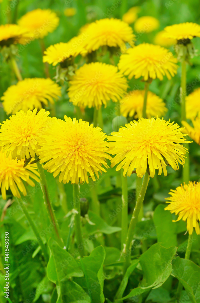 Dandelion flowers Dandelion flowers