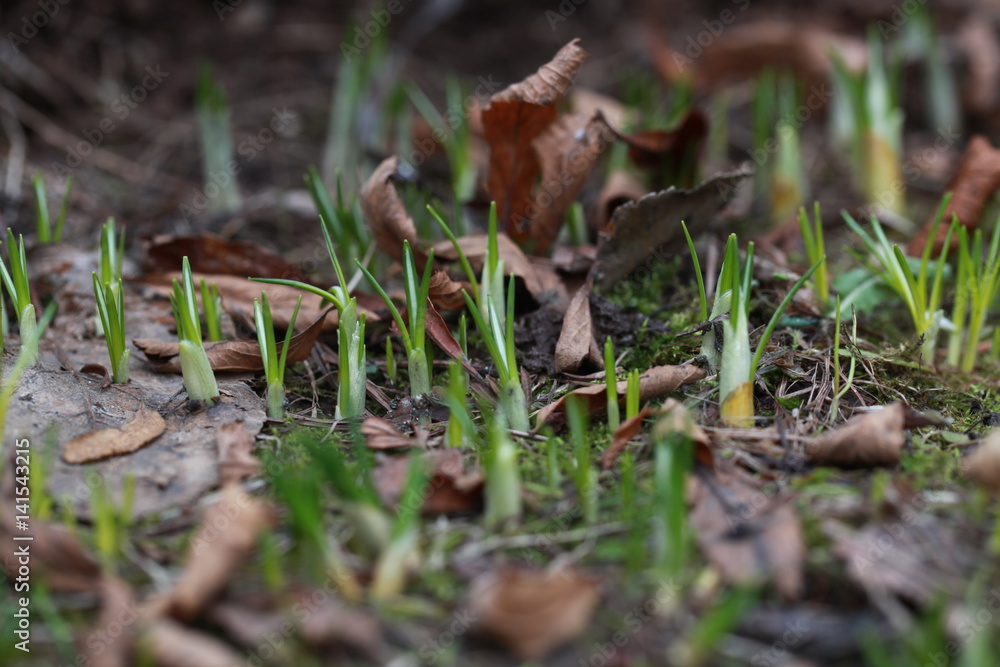 First spring crocuses First spring crocuses