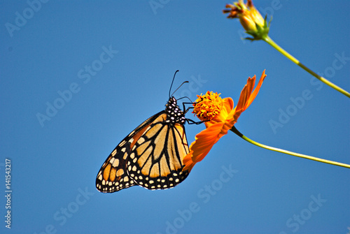 Wonderful Monarch butterfl in an orange flower