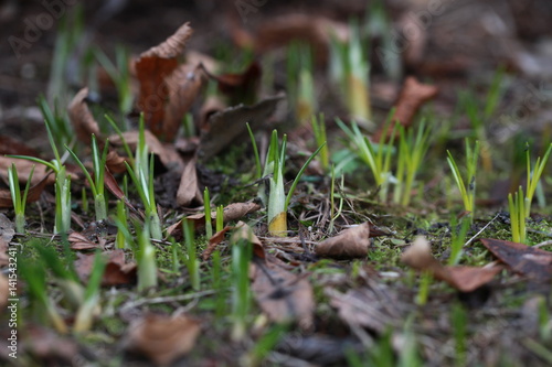 First spring crocuses photo