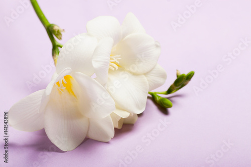 freesia on the light background