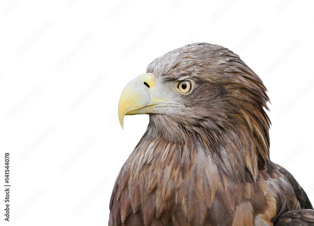 profile of a bird an eagle with a big beak on a white isolated background profile of a bird an eagle with a big beak on a white isolated background